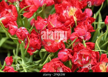 Tulip First Price, einzigartige schillernde riesige Pfingstrose-ähnliche Blüten in leuchtendem Rot, mit Wassertropfen Stockfoto