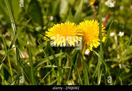Zwei Blüten von gewöhnlichem Dandelion auf der Wiese Stockfoto