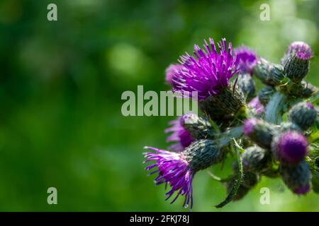 Marschdistel (Cirsium palustre) blüht im Frühling Stockfoto