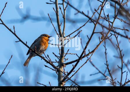 Mai 2021. Der International Dawn Chorus Day findet jedes Jahr am ersten Sonntag im Mai statt. Die Menschen werden ermutigt, früh am Morgen zu gehen, um die Vögel singen zu sehen und zuzuhören und die große Symphonie der Natur zu feiern. Abgebildet ist ein Rotkehlchen (Erithacus rubecula), der im Fleet Pond Local Nature Reserve in Hampshire, England, Großbritannien, singt. Stockfoto