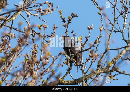 Mai 2021. Der International Dawn Chorus Day findet jedes Jahr am ersten Sonntag im Mai statt. Die Menschen werden ermutigt, früh am Morgen zu gehen, um die Vögel singen zu sehen und zuzuhören und die große Symphonie der Natur zu feiern. Abgebildet ist eine Amsel (Turdus merula), die im Fleet Pond Local Nature Reserve in Hampshire, England, Großbritannien singt. Stockfoto