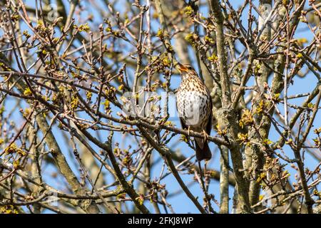 Mai 2021. Der International Dawn Chorus Day findet jedes Jahr am ersten Sonntag im Mai statt. Die Menschen werden ermutigt, früh am Morgen zu gehen, um die Vögel singen zu sehen und zuzuhören und die große Symphonie der Natur zu feiern. Abgebildet ist eine Singdrossel (Turdus philomelos), die im Fleet Pond Local Nature Reserve in Hampshire, England, Großbritannien, singt. Stockfoto