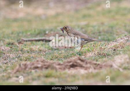 Singdrossel (Turdus philomelos) Fütterung. Der Vogel hat einen Erdwurm gefangen Stockfoto