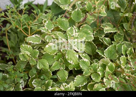 Plectranthus coleoides variierte Blätter Stockfoto