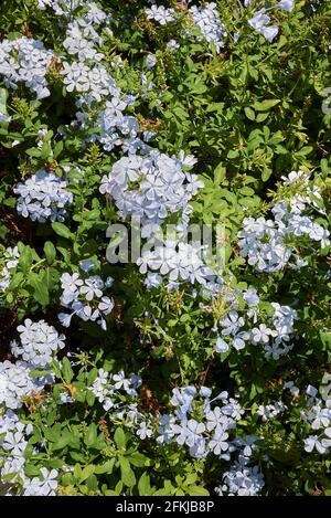 Blauer Blütenstand von Plumbago auriculata Stockfoto