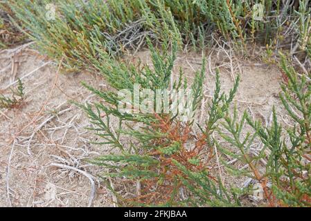 Salicornia Stauden Pflanzen in einem Salzmarsch Stockfoto
