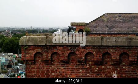 Möwe auf der Kante einer Burg von A aus gesehen Fenster des Dachrestaurants der Guinness-Brauerei in Dublin, Irland Stockfoto