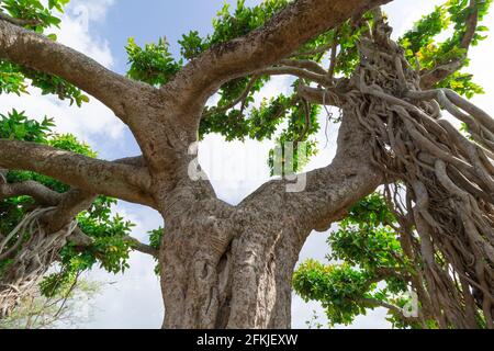 Abstraktes Bild eines alten banyan-Baumes mit vielen Ästen Und geht Stockfoto