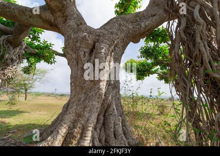 Abstraktes Bild eines alten banyan-Baumes mit vielen Ästen Und geht Stockfoto