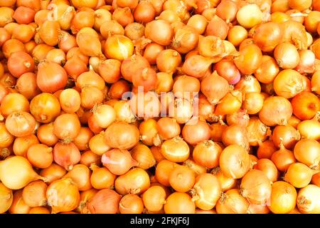 Große Ernte Haufen von frischen reifen Bio-gelben Zwiebeln im Sonnenlicht auf lokalen Produkten Straßenmarkt. Supermarktstand mit gesundem Schalotte-Gemüse. Clea Stockfoto