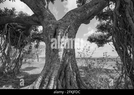 Ein alter banyan-Baum mit vielen Zweigen und Blättern angeklickt In Schwarzweiß Stockfoto