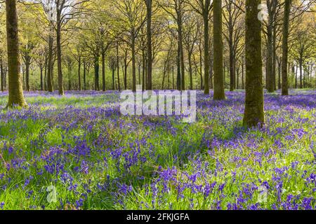 Wimborne, Dorset, Großbritannien. Mai 2021. Wetter in Großbritannien: Die Sonne scheint am Sonntag an den Feiertagen durch spektakuläre Bluebells in Wäldern in der Nähe von Wimborne, Dorset. Ein wechselhafter Tag mit Sonnenschein und Duschen. Quelle: Carolyn Jenkins/Alamy Live News Stockfoto