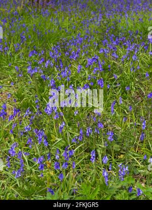 Wimborne, Dorset, Großbritannien. Mai 2021. Wetter in Großbritannien: Die Sonne scheint am Sonntag an den Feiertagen durch spektakuläre Bluebells in Wäldern in der Nähe von Wimborne, Dorset. Ein wechselhafter Tag mit Sonnenschein und Duschen. Quelle: Carolyn Jenkins/Alamy Live News Stockfoto