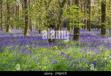 Wimborne, Dorset, Großbritannien. Mai 2021. Wetter in Großbritannien: Die Sonne scheint am Sonntag an den Feiertagen durch spektakuläre Bluebells in Wäldern in der Nähe von Wimborne, Dorset. Ein wechselhafter Tag mit Sonnenschein und Duschen. Quelle: Carolyn Jenkins/Alamy Live News Stockfoto