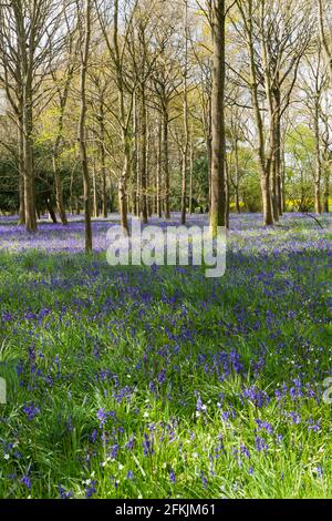 Wimborne, Dorset, Großbritannien. Mai 2021. Wetter in Großbritannien: Die Sonne scheint am Sonntag an den Feiertagen durch spektakuläre Bluebells in Wäldern in der Nähe von Wimborne, Dorset. Ein wechselhafter Tag mit Sonnenschein und Duschen. Quelle: Carolyn Jenkins/Alamy Live News Stockfoto