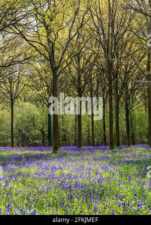 Wimborne, Dorset, Großbritannien. Mai 2021. Wetter in Großbritannien: Die Sonne scheint am Sonntag an den Feiertagen durch spektakuläre Bluebells in Wäldern in der Nähe von Wimborne, Dorset. Ein wechselhafter Tag mit Sonnenschein und Duschen. Quelle: Carolyn Jenkins/Alamy Live News Stockfoto