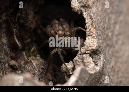 Eine große gruselige Spinne, die in ihr Loch nach vorne schaut Ein Baumstamm Stockfoto