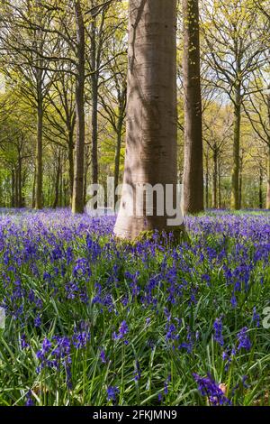 Wimborne, Dorset, Großbritannien. Mai 2021. Wetter in Großbritannien: Die Sonne scheint am Sonntag an den Feiertagen durch spektakuläre Bluebells in Wäldern in der Nähe von Wimborne, Dorset. Ein wechselhafter Tag mit Sonnenschein und Duschen. Quelle: Carolyn Jenkins/Alamy Live News Stockfoto