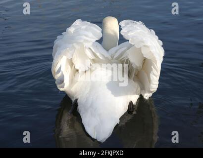 Stummer Schwan schwimmt weg Stockfoto