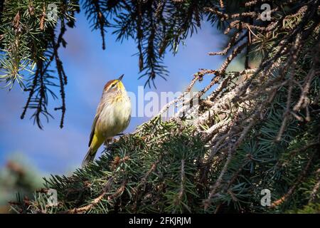 Ein ziehender Palmsänger macht in den Rosetta McClain Gardens in Scarborough, Ontario, auf der Nahrungsskiefer Stockfoto