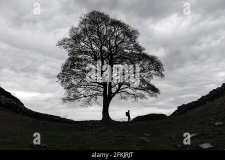 Walker hat unter dem Sycamore-Baum in Sycamore Gap, Hadrian's Wall, Northumberland, Großbritannien, eine Silhouette gemacht Stockfoto