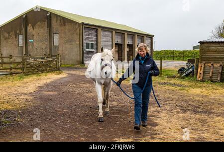 Volunteer mit Therapiepferd, Reiten für Behinderte bei Muirfield Riding Therapy, East Lothian, Schottland, UK Stockfoto