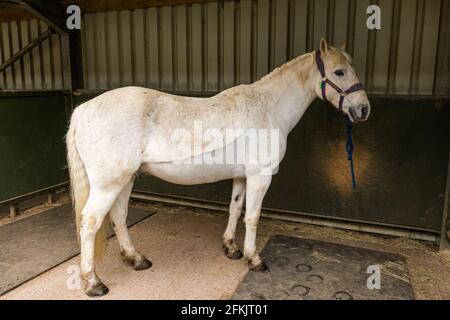 Ein Therapiepferd, Reiten für Behinderte bei der Muirfield Riding Therapy, East Lothian, Schottland, Großbritannien Stockfoto