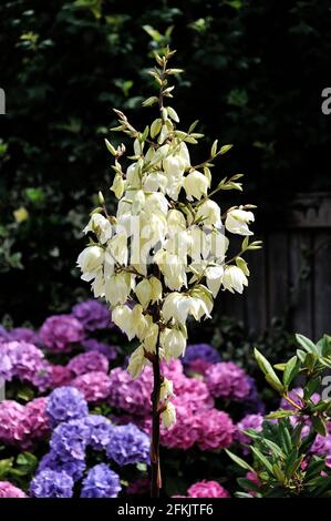 Adams Nadel Yucca filamentosa Stockfoto