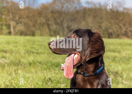 Ruhender Hund am Frühlingstag. Braun flach beschichtete Retriever Welpen. Hundeaugen. Fünf Monate alter Welpe. Stockfoto
