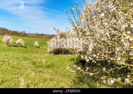 Frühling ländliche Landschaft in der Tschechischen Republik. Weiß blühende Bäume. Unscharfer Hintergrund. Blühender Baumzweig auf blauem Himmel. Stockfoto