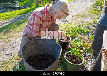 Ältere Frau hocken repotting Pelargonien und Geranienpflanzen in frischen Kompost, Boden im Garten Hof ländlichen Carmarthenshire Wales Großbritannien KATHY DEWITT Stockfoto