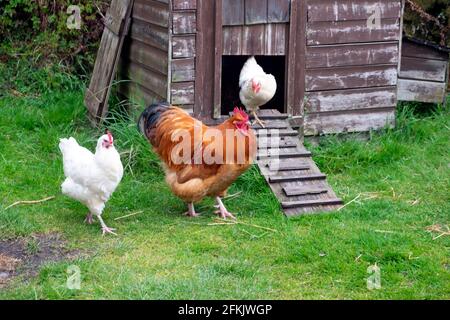 Freilandhühner Roter Hahn aus Rhode Island und zwei weiße Hühner vor einem hölzernen Hühnerstall in Carmarthenshire West Wales, UK KATHY DEWITT Stockfoto