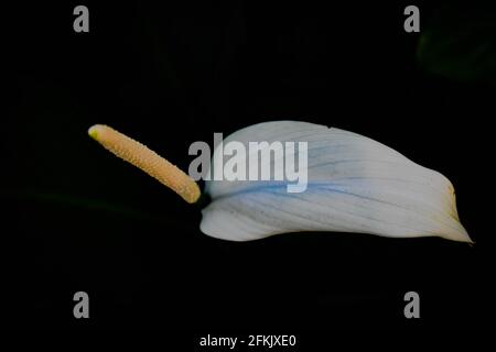 Weiße Anthurium Flamingo Blume im Fokus mit grün und weiß Blätter aus dem oberen Winkel geschossen Stockfoto