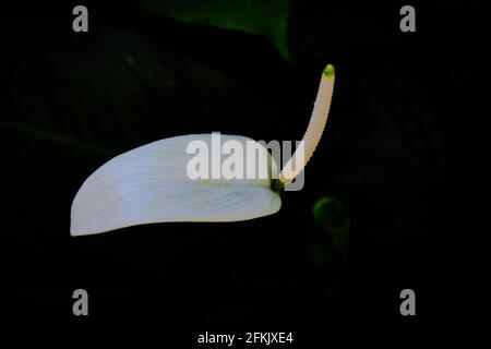 Weiße Anthurium Flamingo Blume im Fokus mit grün und weiß Blätter aus dem oberen Winkel geschossen Stockfoto