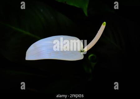 Weiße Anthurium Flamingo Blume im Fokus mit grün und weiß Blätter aus dem oberen Winkel geschossen Stockfoto