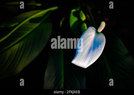 Weiße Anthurium Flamingo Blume im Fokus mit grün und weiß Blätter aus dem oberen Winkel geschossen Stockfoto