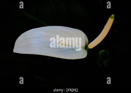 Weiße Anthurium Flamingo Blume im Fokus mit grün und weiß Blätter aus dem oberen Winkel geschossen Stockfoto