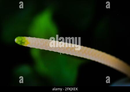 Weiße Anthurium Flamingo Blume im Fokus mit grün und weiß Blätter aus dem oberen Winkel geschossen Stockfoto