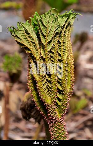 Gunnera Tinctoria Flower, gesehen in den Logan Botanic Gardens, Mull of Galloway, Schottland Stockfoto