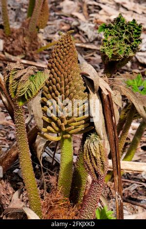 Gunnera Tinctoria Flower, gesehen in den Logan Botanic Gardens, Mull of Galloway, Schottland Stockfoto