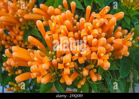 Orangentrompetenruine (Pyrostegia Venusta, Pyrostegia Ignea), Nerja, Andalusien, Costa del Sol, Spanien Stockfoto