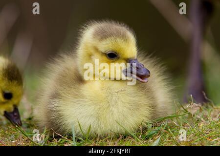 Holmfirth, Yorkshire, Großbritannien, 02. Mai 2021.EIN neugeborener Gänse (Canada Goose) chillt am Feiertagswochenende in der Nähe von Holmfirth, Yorkshire. RASQ Photography/Alamy Live News Stockfoto