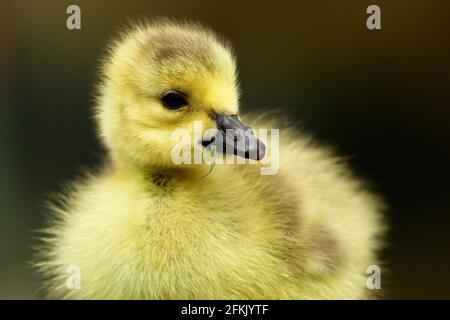 Holmfirth, Yorkshire, Großbritannien, 02. Mai 2021.EIN neugeborener Gänse (Canada Goose) chillt am Feiertagswochenende in der Nähe von Holmfirth, Yorkshire. RASQ Photography/Alamy Live News Stockfoto