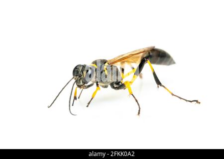 Bild von Schlammtaubenwespen (Sphecidae) isoliert auf weißem Hintergrund. Insekt. Tier. Stockfoto