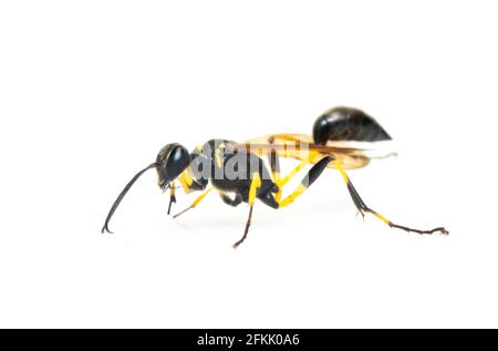 Bild von Schlammtaubenwespen (Sphecidae) isoliert auf weißem Hintergrund. Insekt. Tier. Stockfoto