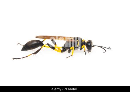 Bild von Schlammtaubenwespen (Sphecidae) isoliert auf weißem Hintergrund. Insekt. Tier. Stockfoto