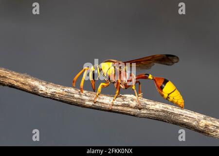 Bild von schwarzer Schlammwespe auf trockenem Ast auf natürlichem Hintergrund. Insekt. Tier. Stockfoto