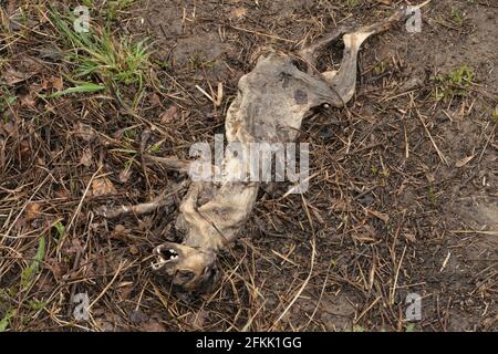 Eine tote Katze auf der Straße. Epidemie und Ansteckung. Ökologie. Tote, zersetzende Tiere. Stockfoto