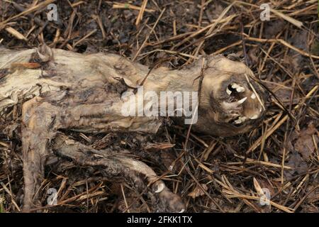 Eine tote Katze auf der Straße. Epidemie und Ansteckung. Ökologie. Tote, zersetzende Tiere. Stockfoto