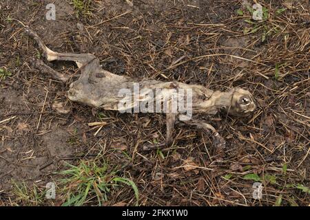 Eine tote Katze auf der Straße. Epidemie und Ansteckung. Ökologie. Tote, zersetzende Tiere. Stockfoto